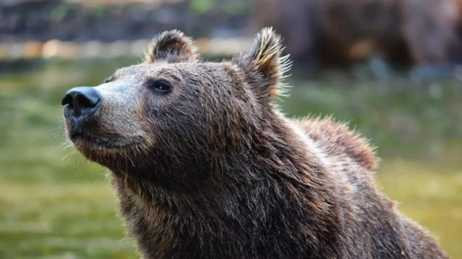 Controversia sull’abbattimento dell’orso M90: reazioni contrastanti tra autorità e animalisti 20240207 192507