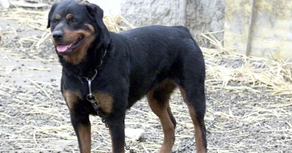 Come reagire in caso di aggressione da un cane: consigli di un esperto per affrontare situazioni pericolose 20240213 115224 1