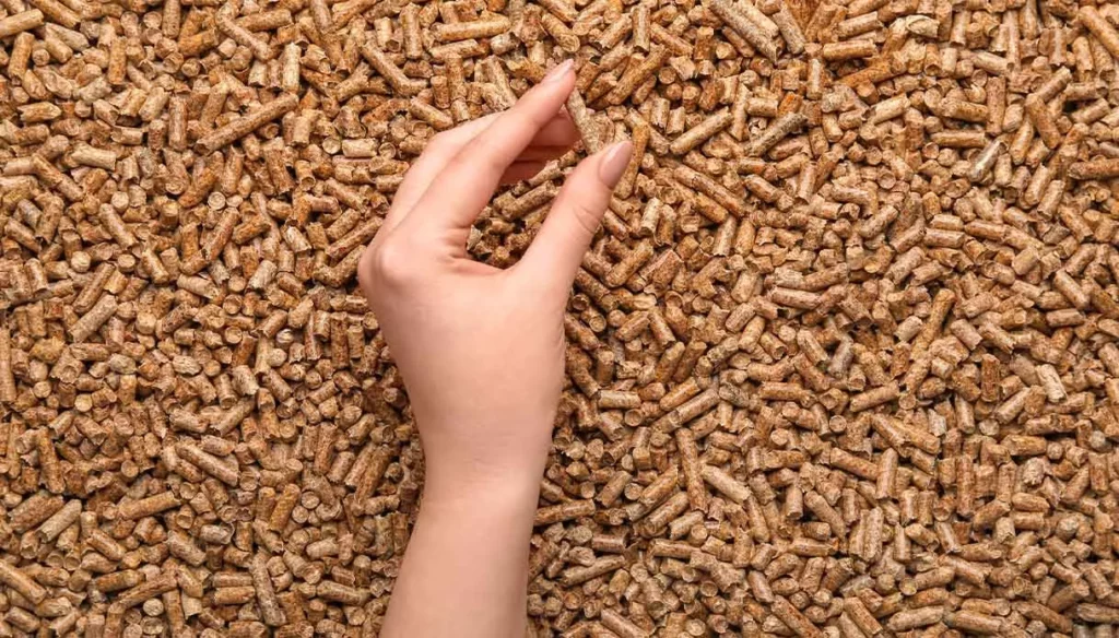 Biomasse Legnose: Impatti Ambientali e Sanitari dell’Utilizzo per l’Energia 20240215 181039