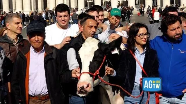 La mucca Ercolina e gli agricoltori: un gesto simbolico in piazza San Pietro 20240219 091406