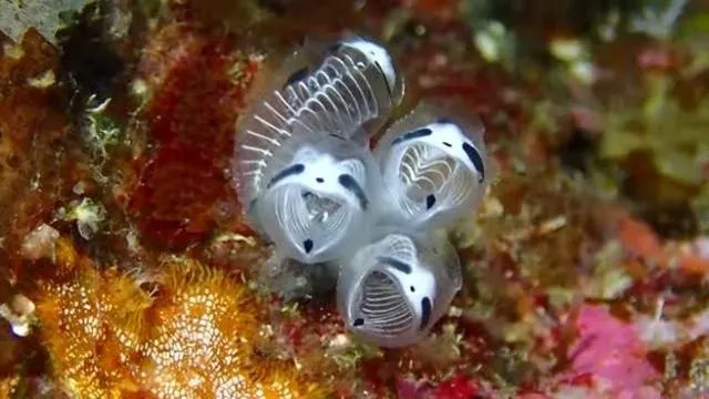 La sorprendente scoperta della specie marina ‘Clavelina Ossipandae’ e le sue implicazioni per la biodiversità oceanica 20240220 210449