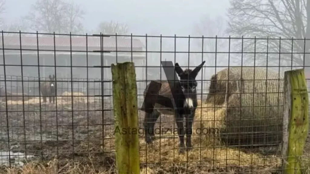 Controversa asta di 57 asinelli: la battaglia degli animalisti per la loro salvezza 20240222 181101
