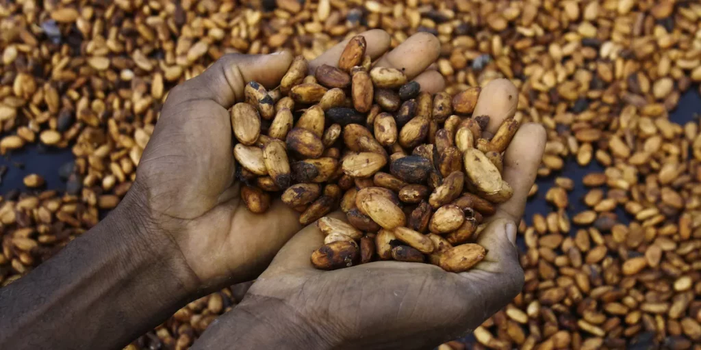 Crisi del Cacao: Impatto Globale e Prospettive Futuro 20240225 212342