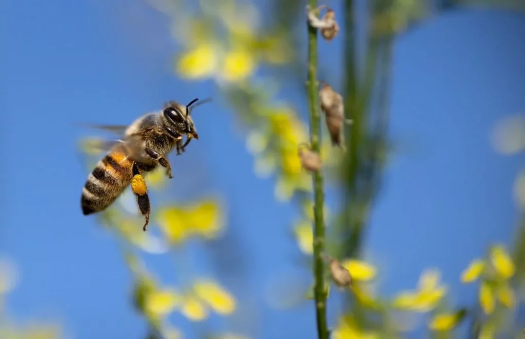 Nature Restoration Law: un passo storico per la conservazione della natura e della biodiversità 20240301 104856