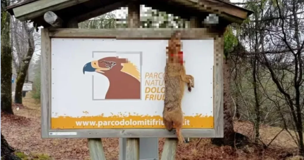 Sciacallo dorato trofeo macabro nel Parco delle Dolomiti Friulane 20240311 131547 1