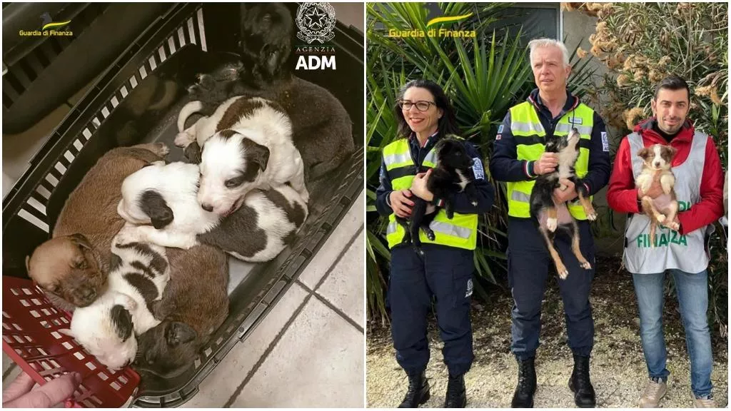 Scoperta a Ancona: Traffico Illegale di Cani dalla Turchia 20240318 182926