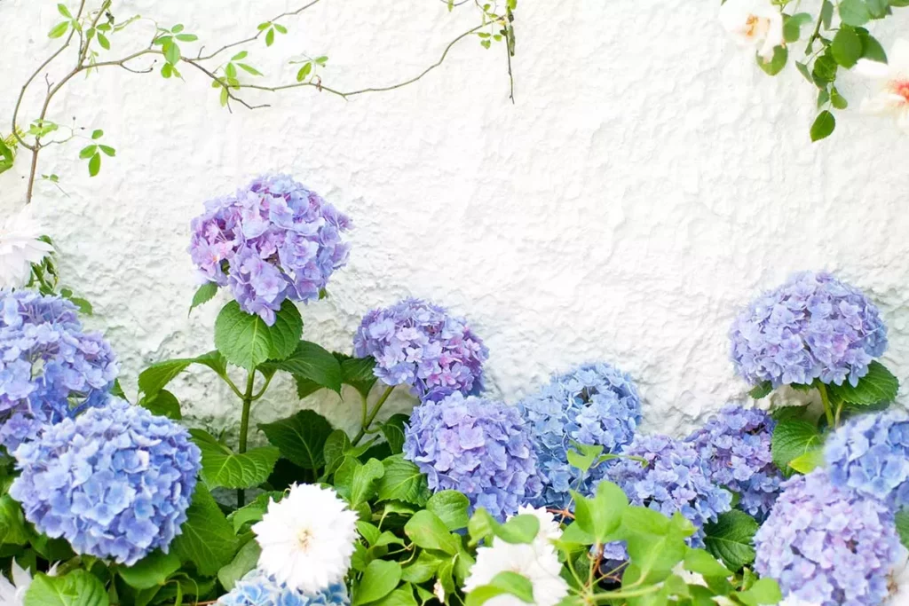 Guida alla Propagazione per Talea: Come Avviare un Giardino con Successo 20240327 083103