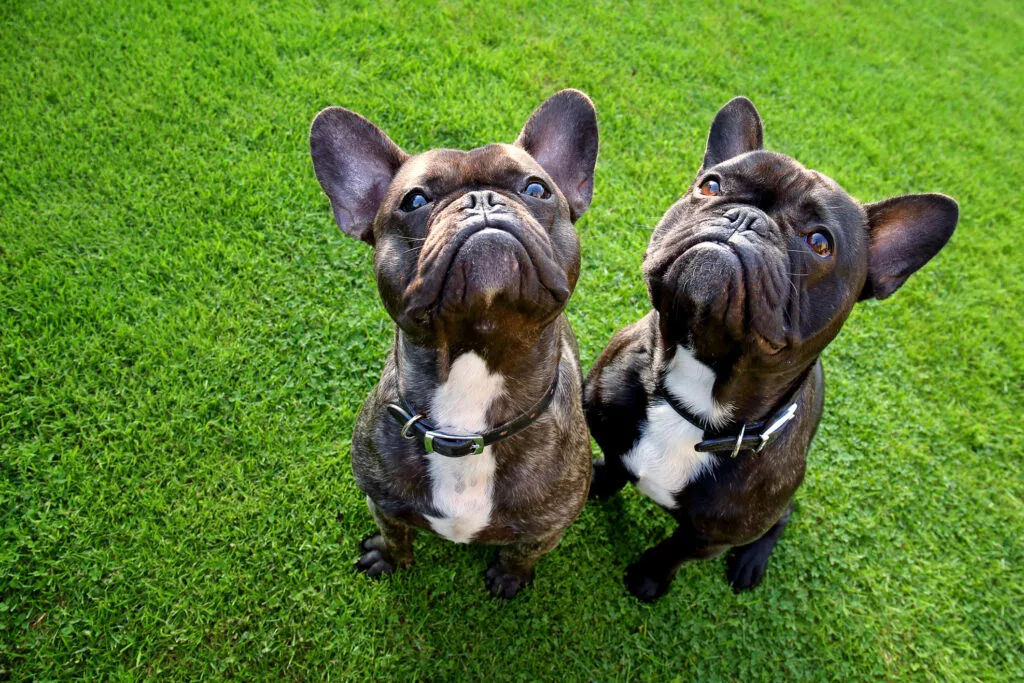 Razze Canine: Etica, Salute e Benessere degli Animali a Quattro Zampe 20240417 063820