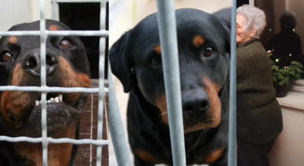 Tragedia a Padova: anziana aggredita dai suoi cani, riflessioni sulla sicurezza e convivenza con animali domestici 20240422 093403 1