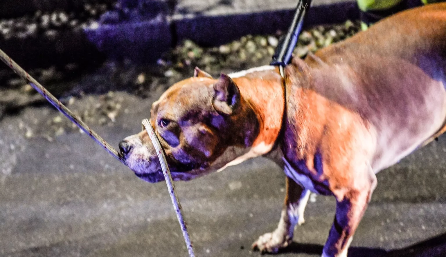 Tragedia a Eboli: Bimbo di 13 mesi ucciso da due pitbull – Una Comunità In lutto e un Monito di Responsabilità 20240422 123735