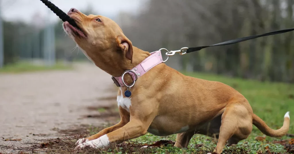 Come Prevenire Attacchi di Cani: Consigli Professionali da un Esperto 20240423 064141