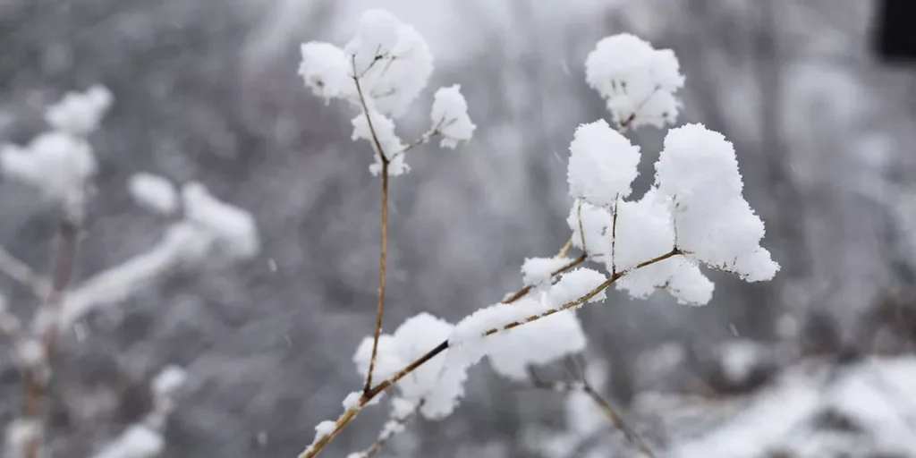 La scelta di Schlein e il dibattito sull’autenticità: riflessioni sulla politica e la cultura italiana 20240423 185247