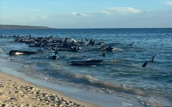 Tragedia ambientale in Australia: Salvataggio delle balene spiaggiate e la bellezza della natura premiata 20240514 160837