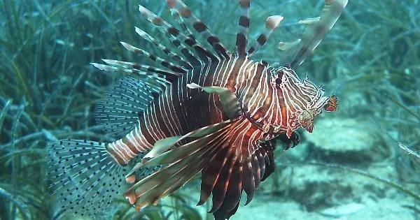 Il Pesce Leone: Una Minaccia in Crescita per il Mediterraneo 20240514 170748