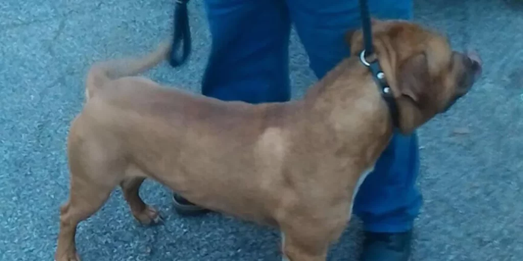 La complessa questione dei cani considerati ‘pericolosi’ e la responsabilità della gestione 20240514 173029