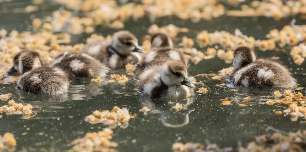 Meraviglie e Riflessioni: Immagini Straordinarie del Mondo Animale 20240514 193917