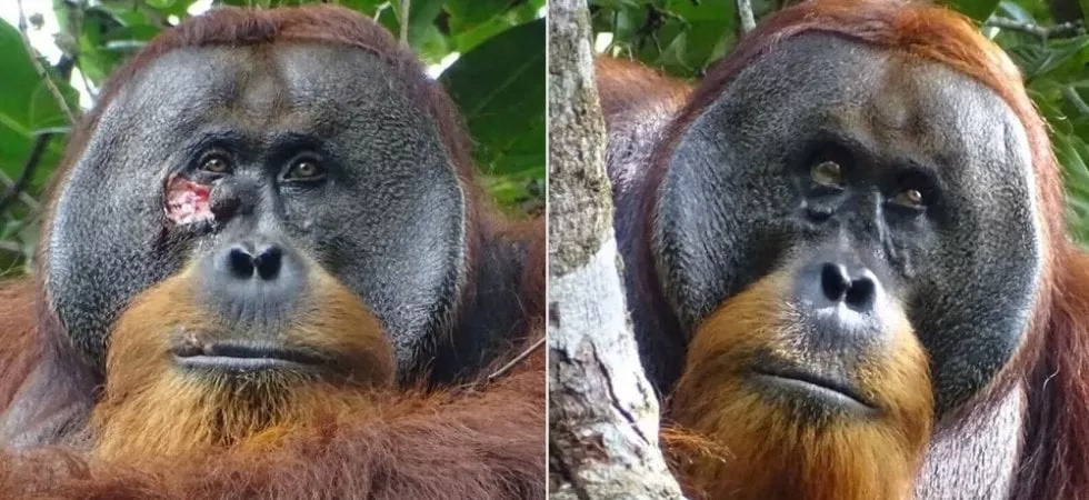 La Straordinaria Scoperta dell’Orangutan: Utilizza Piante Medicinali per Curare una Ferita 20240514 195130